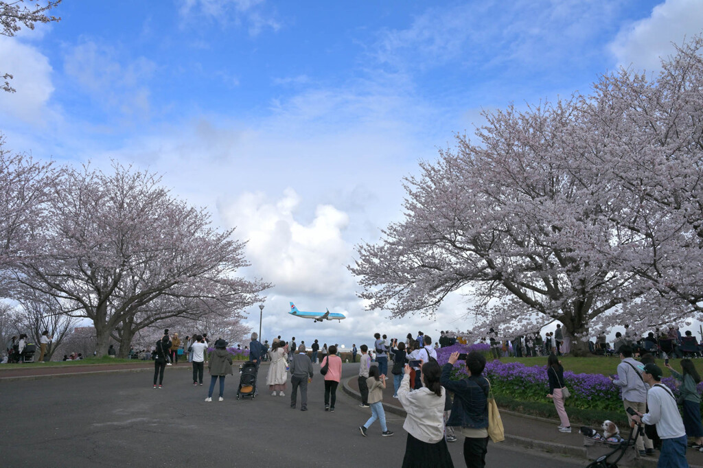 成田・さくらの山公園