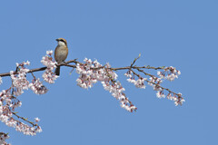 晴れました・・