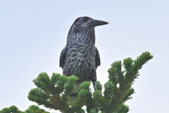 ペンギンじゃない・・
