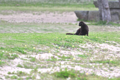 沖縄の野ネコ