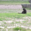 沖縄の野ネコ