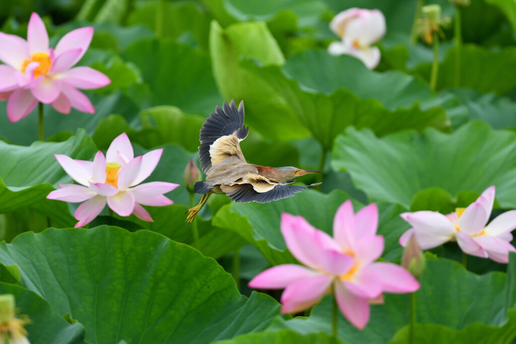 翼上面空気の剥離