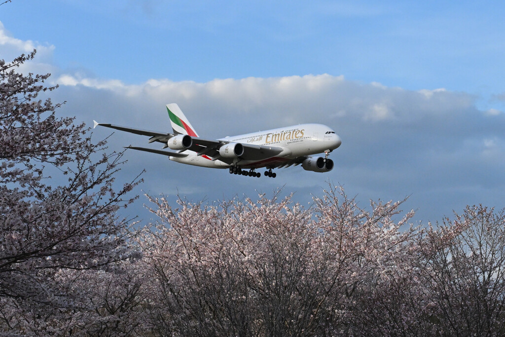 桜のエミレイツ