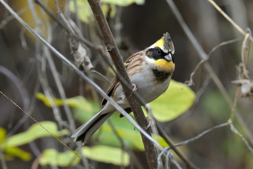 ミヤマホオジロ