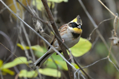 ミヤマホオジロ