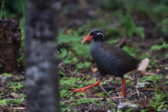 ヤンバルクイナ