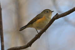 ルリビタキ　若