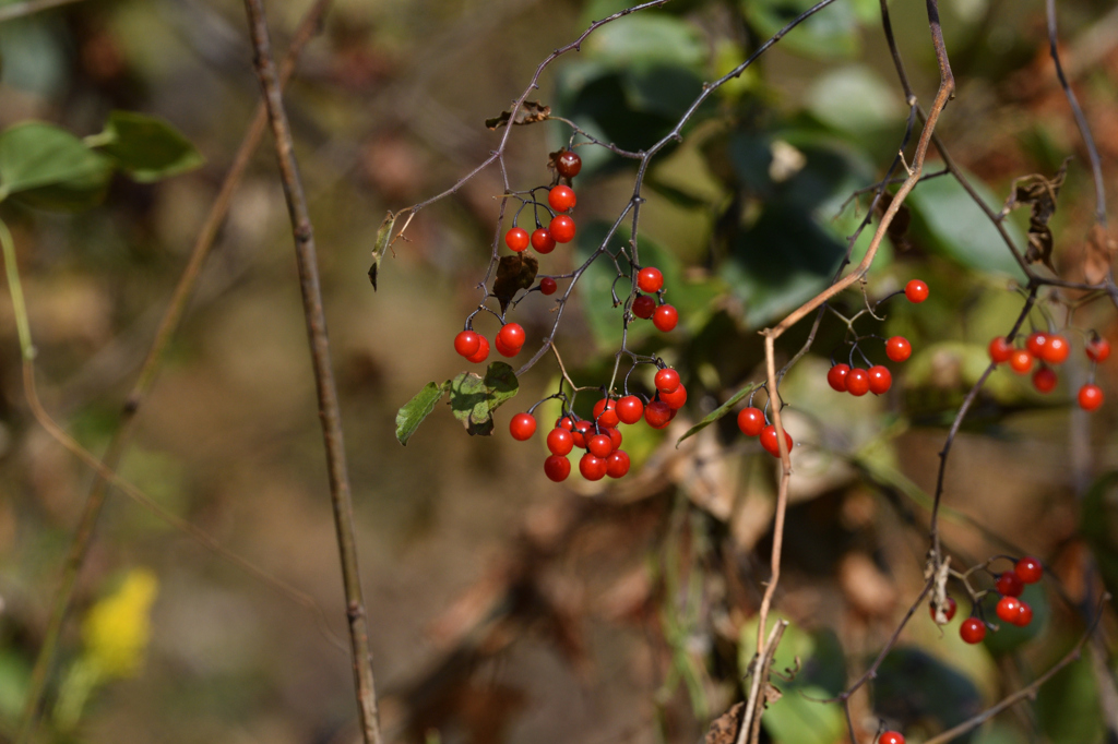 美味しそう・・
