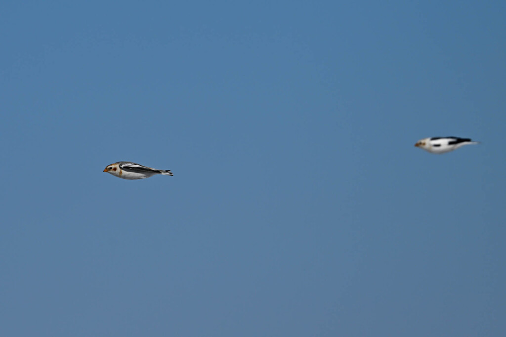ユキホウジロ