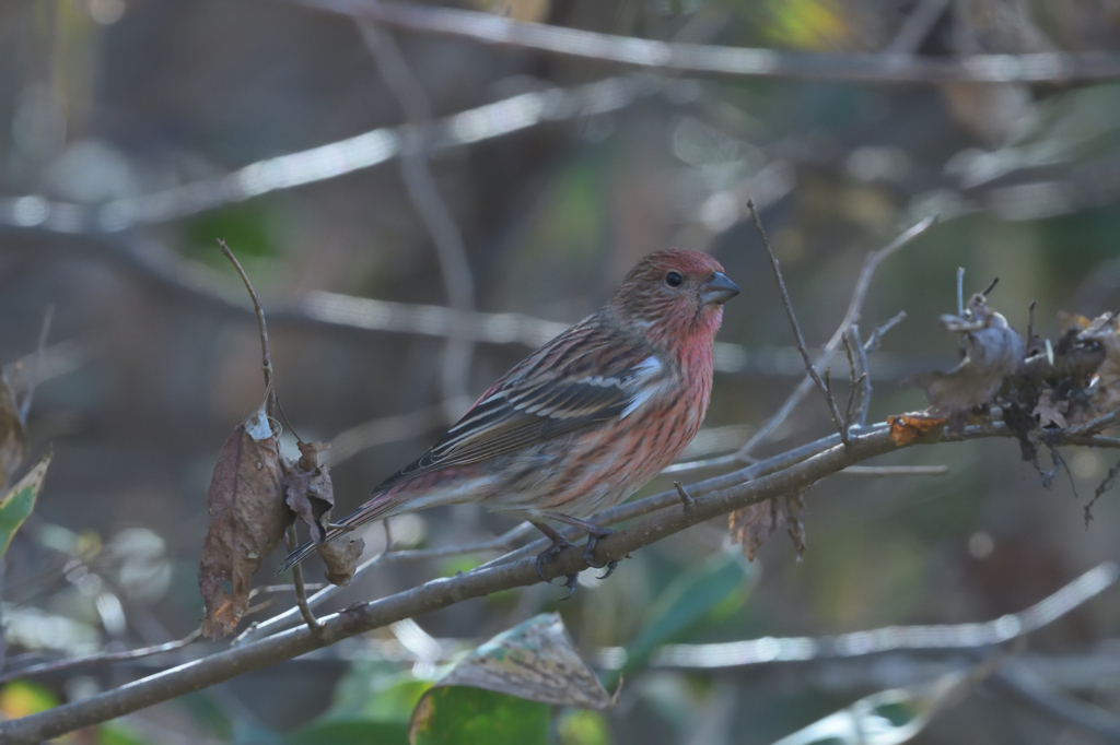 オオマシコ　♀