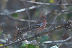 オオマシコ　♀