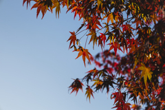 紅葉