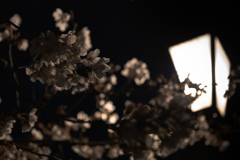 夜桜3