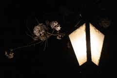 夜桜2