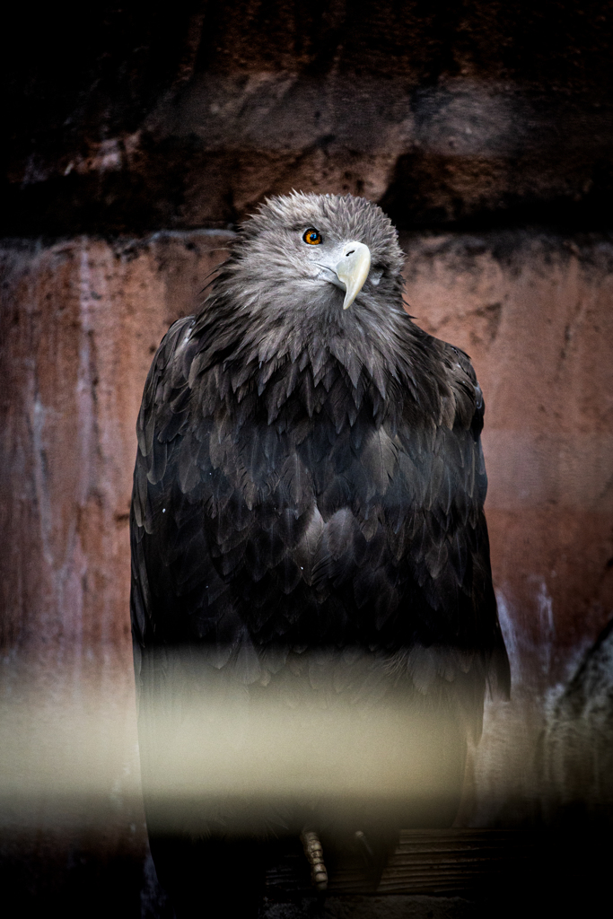黄金の瞳が映すもの