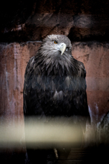 黄金の瞳が映すもの