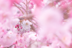 春の知らせ