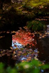 水面の紅葉