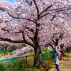 桜を撮影する女性