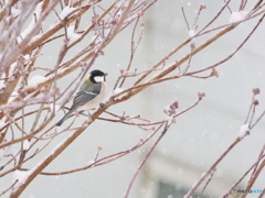 雪とシジュウカラさん