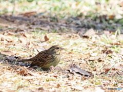 アオジさん、お食事中かな？