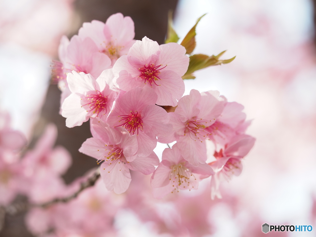 河津桜