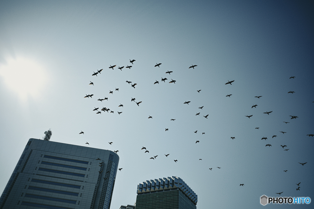 Sumida River
