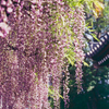 藤の花（film）