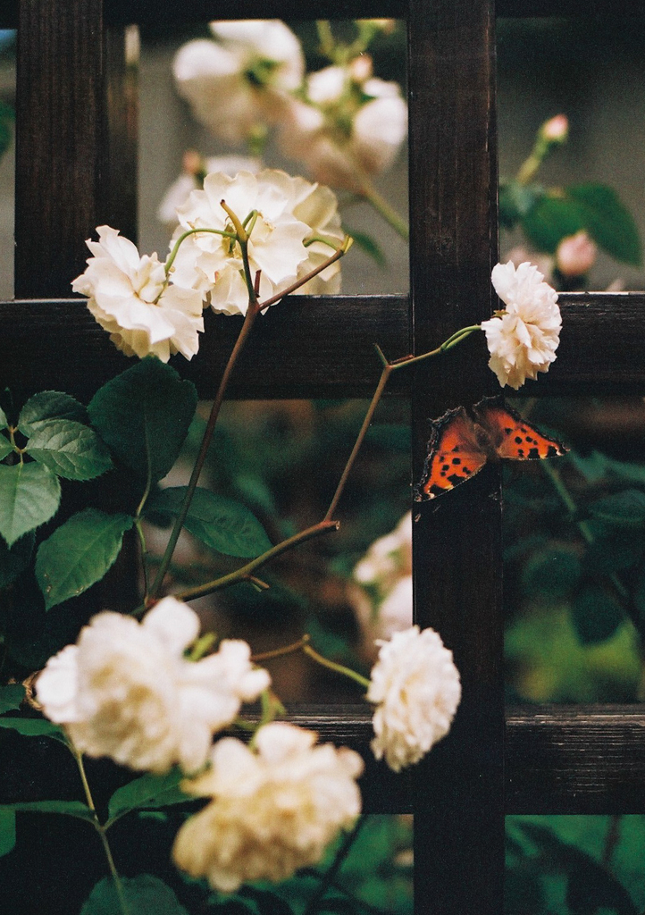 A butterfly and roses (film)