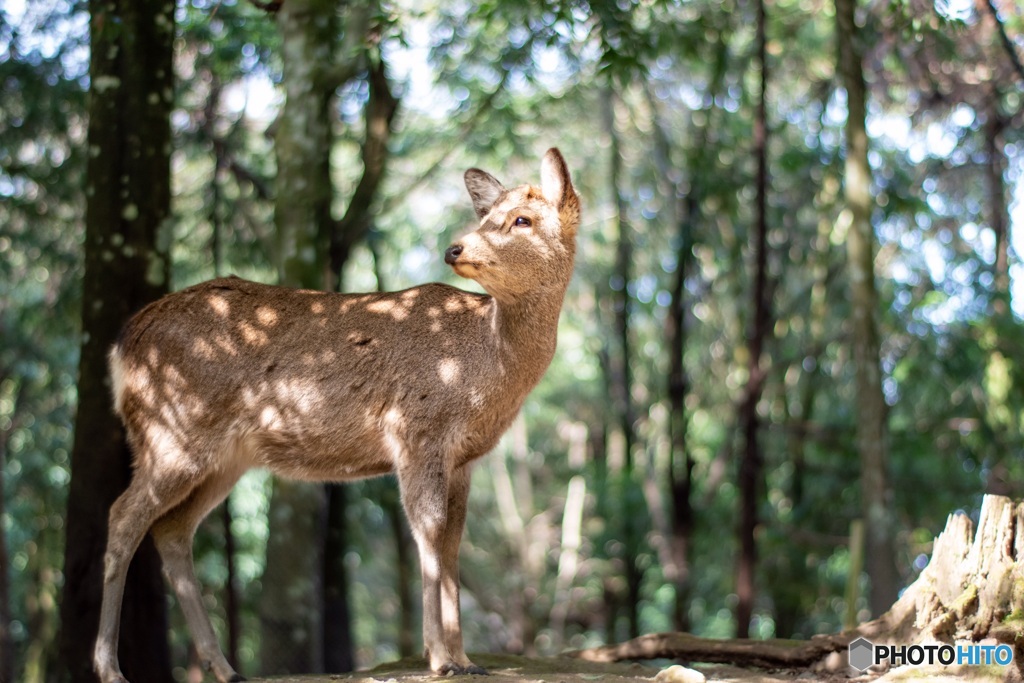 Good morning my deer ♡