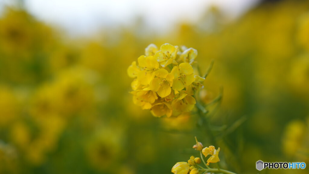 菜