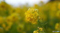 菜