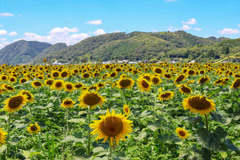 ひまわり咲く佐用の夏
