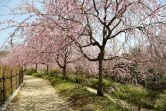 桜のれん