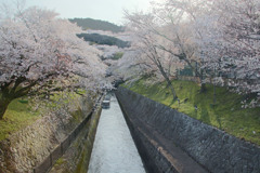 琵琶湖疎水の桜