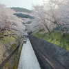琵琶湖疎水の桜