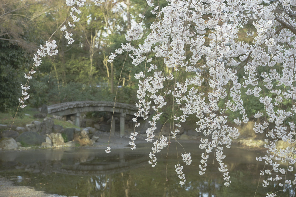 しだれ桜と橋