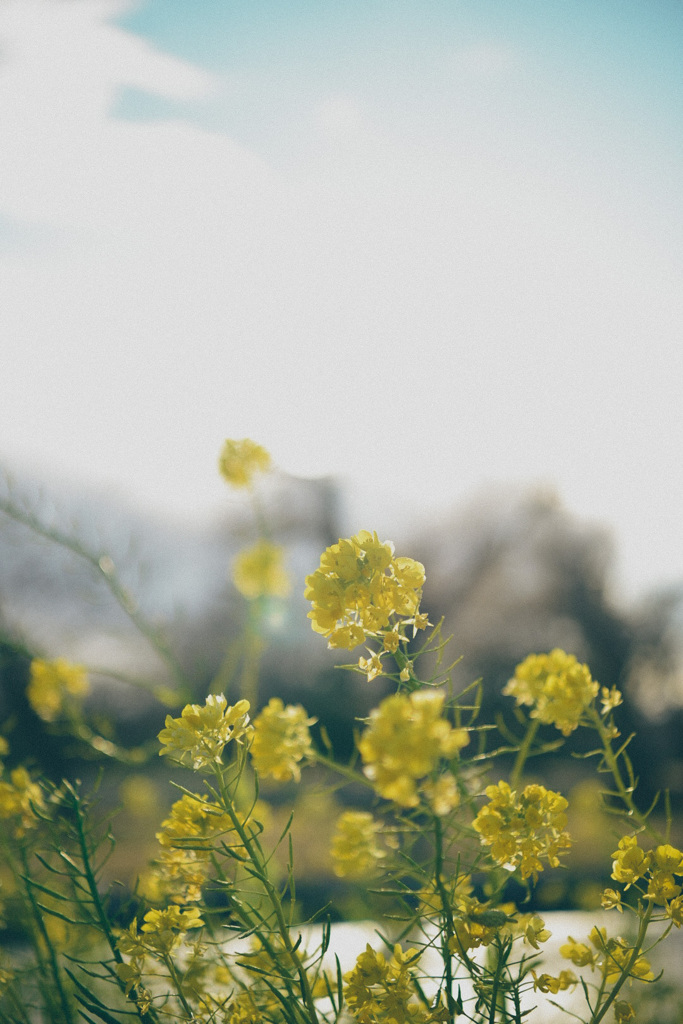 菜の花