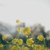 菜の花