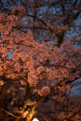 生の夜桜