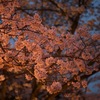 生の夜桜