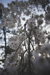 しだれ桜