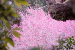桜の木