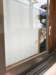ひょっこり猫