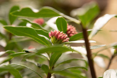 おばあちゃんの花