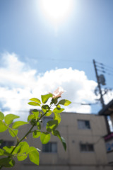 夏と花
