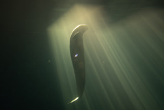 神々しいイルカ