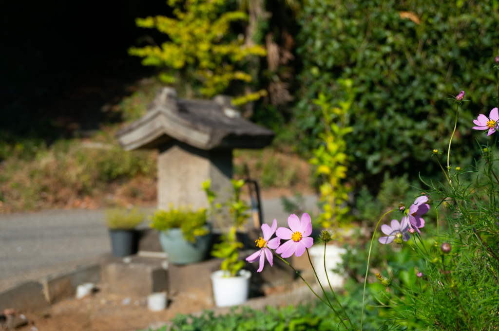 秋桜と道祖神