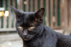 ニャに見てんのニャ