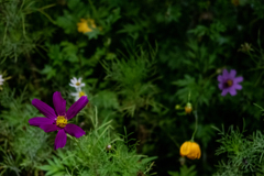 カラフルに咲く